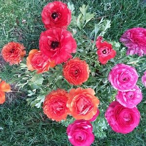 Meet your Posher, Sharon